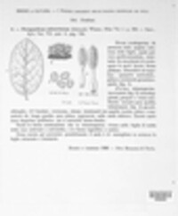 Phragmidium mucronatum image